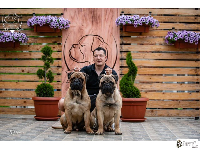 Odgajivačnica Bullmastiff-a 