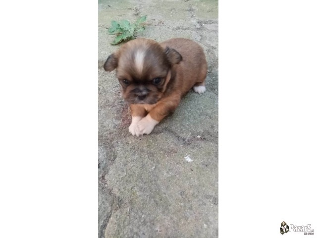 Кралски пекинезери