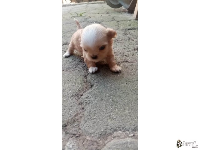 Кралски пекинезери