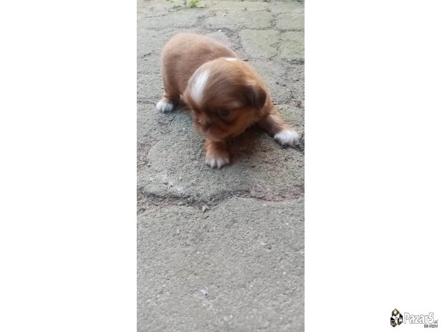 Кралски пекинезери