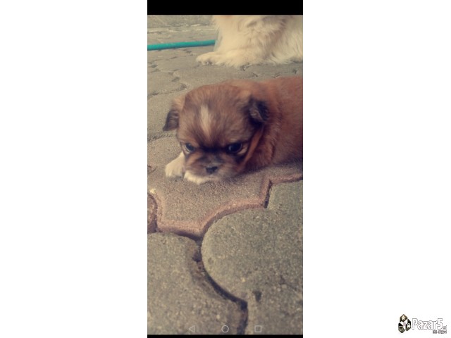 Кралски пекинезери