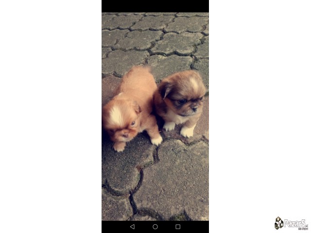 Кралски пекинезери