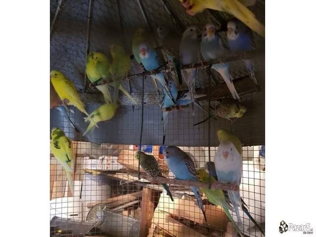 Prodavam Papagali ***eftino***