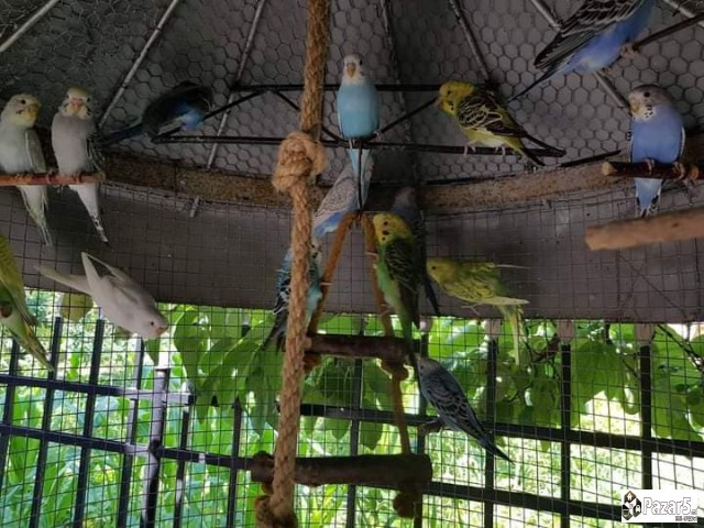 Prodavam Papagali ***eftino***