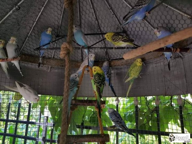 Prodavam Papagali ***eftino***