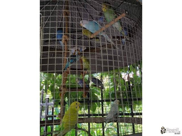 Prodavam Papagali ***eftino***