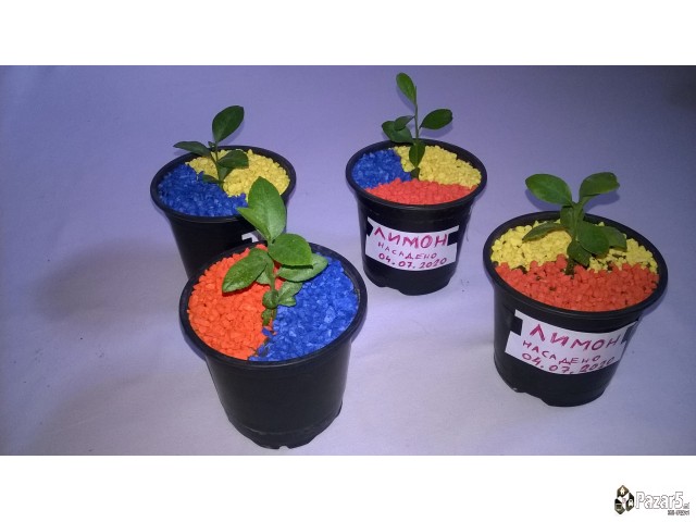 Dekorativni Kamcinja Vo Boja Za Rastenija