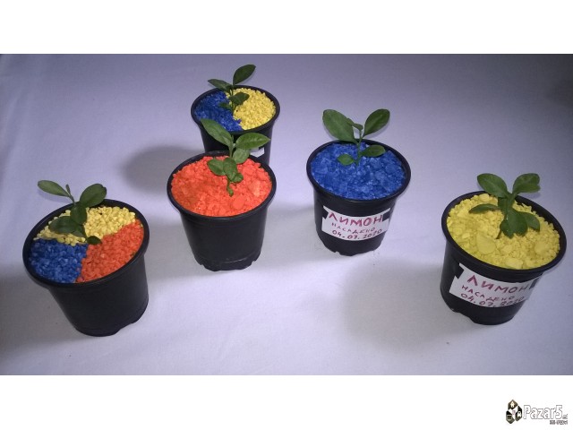 Dekorativni Kamcinja Vo Boja Za Rastenija