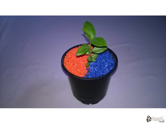 Dekorativni Kamcinja Vo Boja Za Rastenija