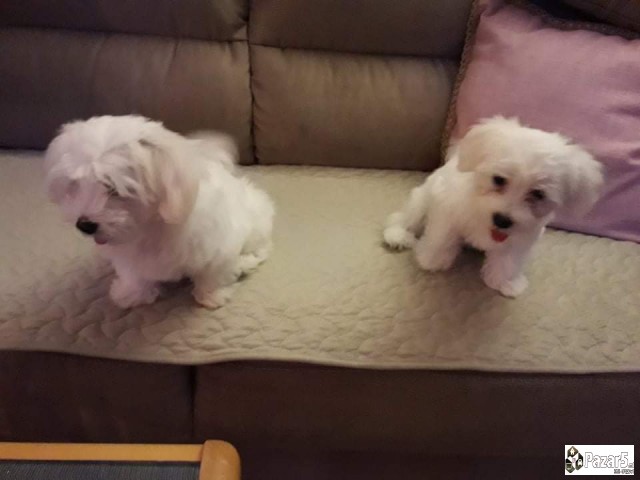 МАЛТЕЗЕРЧИЊА