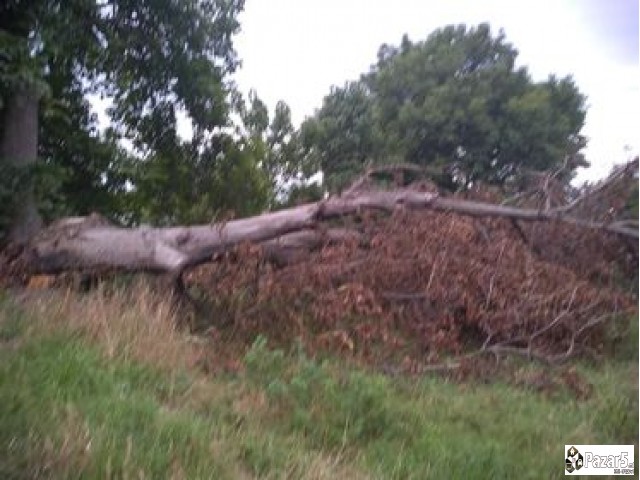 Продавам Ореови дрва