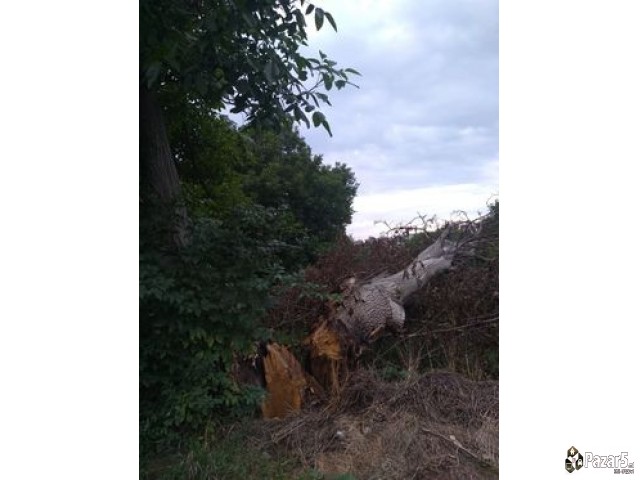 Продавам Ореови дрва