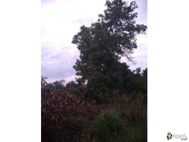 Продавам Ореови дрва