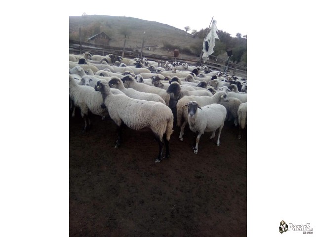 Стадо Овци