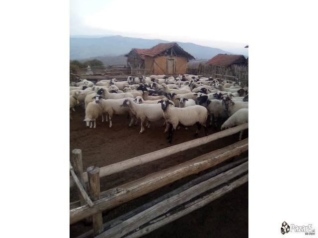 Стадо Овци