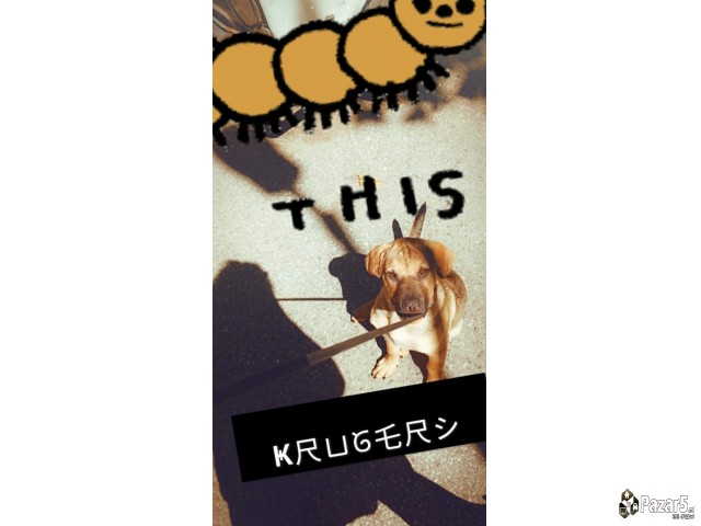 Izgubeno Masko Kucence