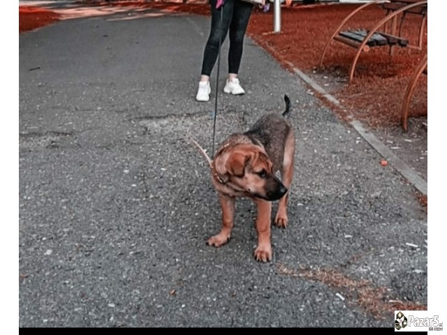 Izgubeno Masko Kucence