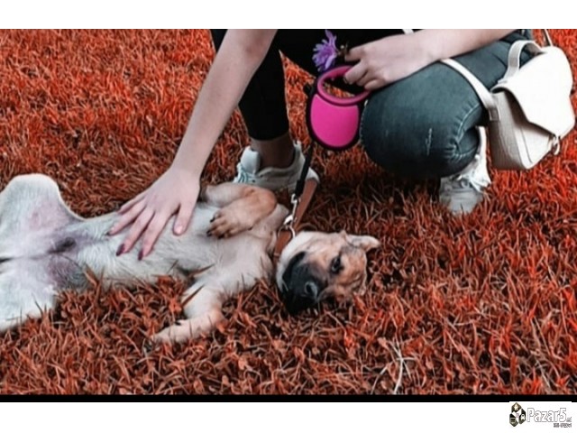 Izgubeno Masko Kucence