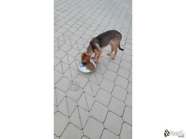 Izgubeno Masko Kucence