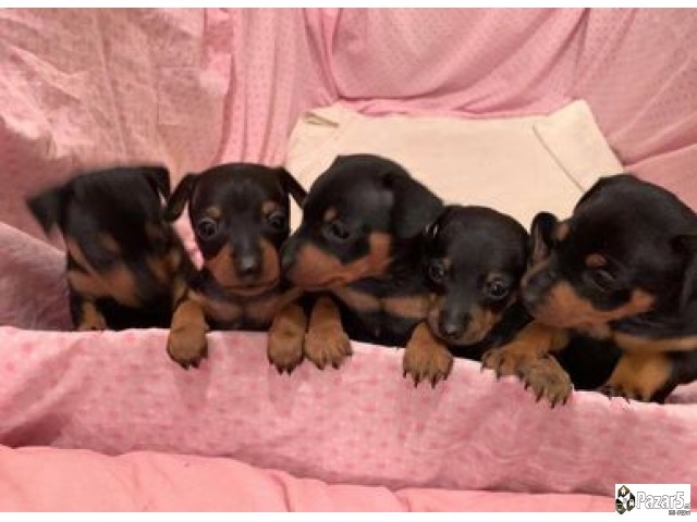 Се продава минијатурен пинчер