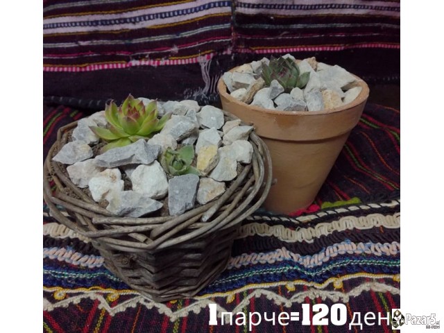 Kitki,cuvar Kuci..........