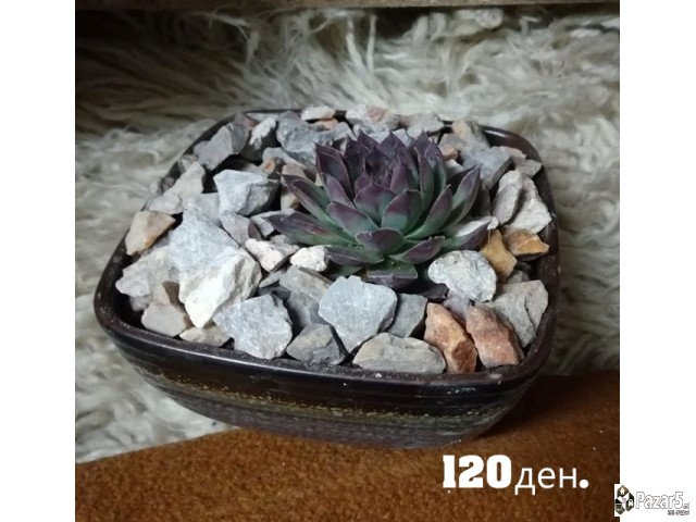 Kitki,cuvar Kuci..........