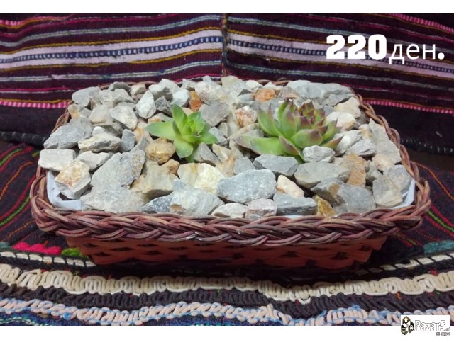 Kitki,cuvar Kuci..........