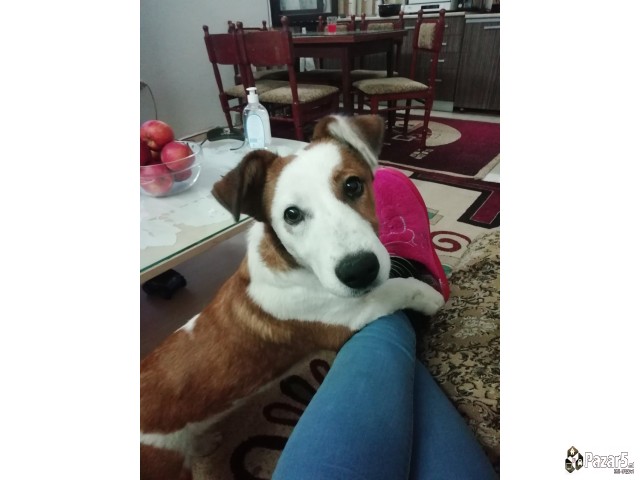 Prodavam Kuce Jack Russell