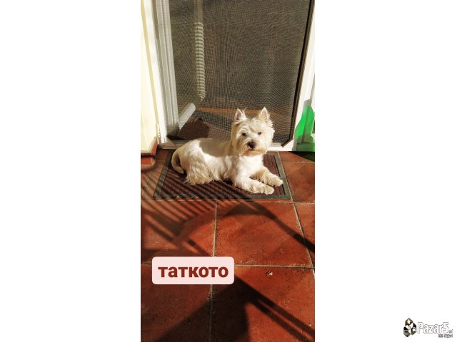 Zapadno Skotski Terier,westi Dog