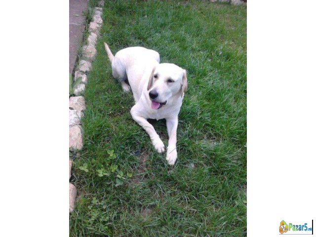 Se Prodavaat Labradori Stari 2 Meseci 