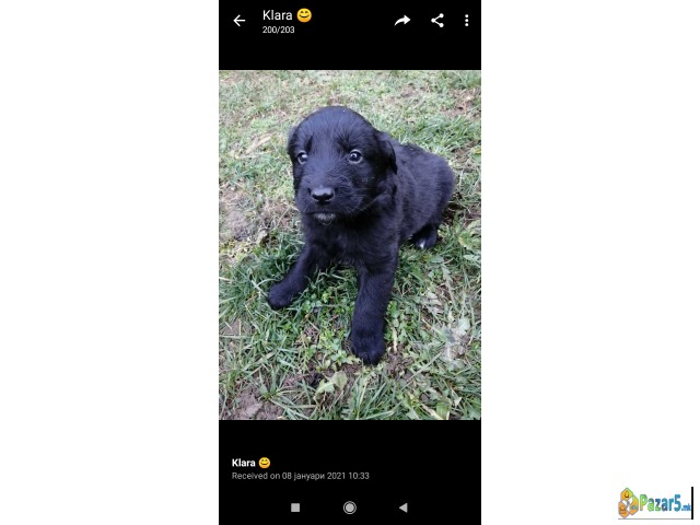 Se Prodavaat Labradori Stari 2 Meseci