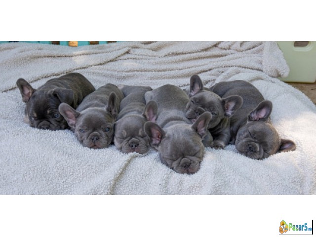Beautiful French Bulldog Puppies For Sale.