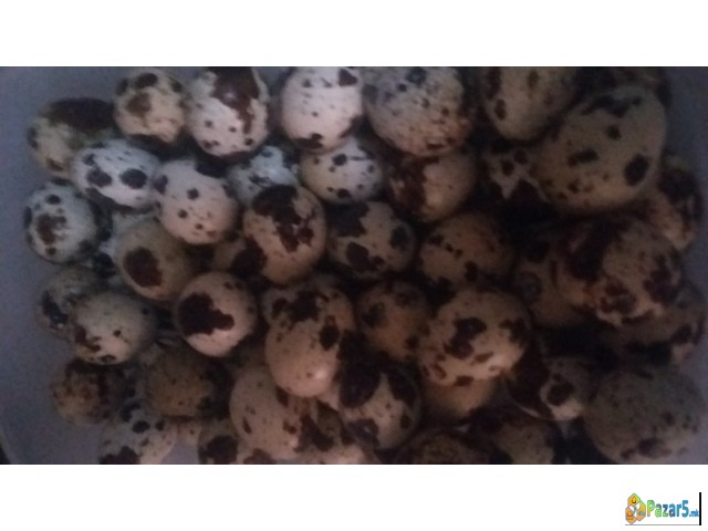 Jajca Od Japonski Potpoloski