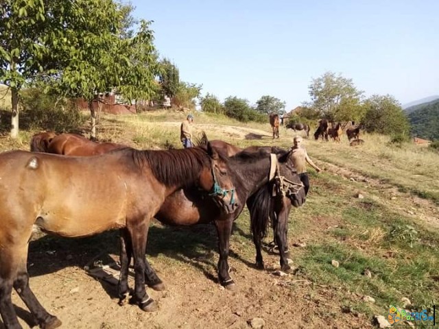 Се продаваат коњи