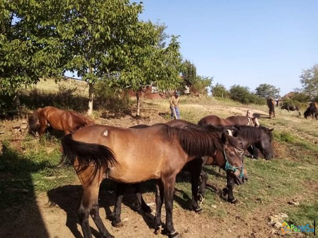 Се продаваат коњи