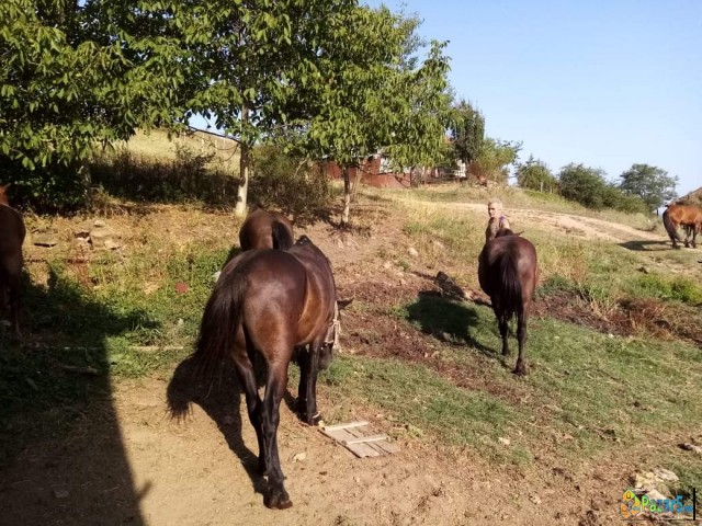 Се продаваат коњи