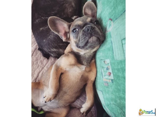 Francuski Buldog 