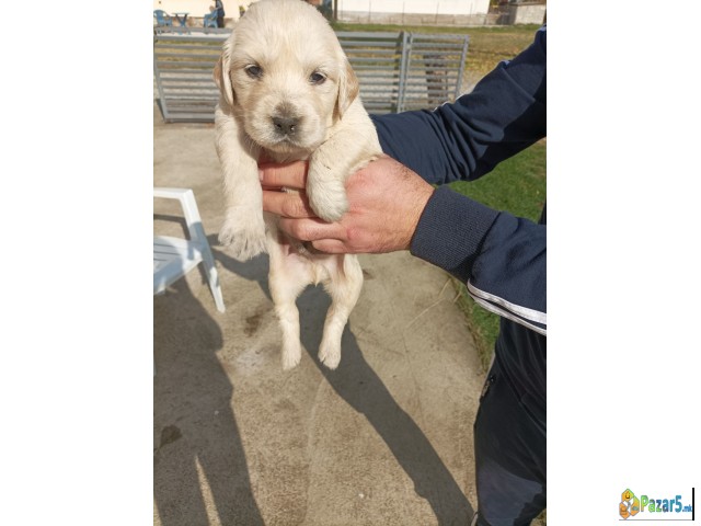 Kucinja Zlaten Retriver