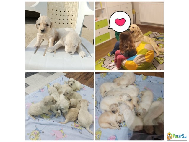 Kucinja Zlaten Retriver