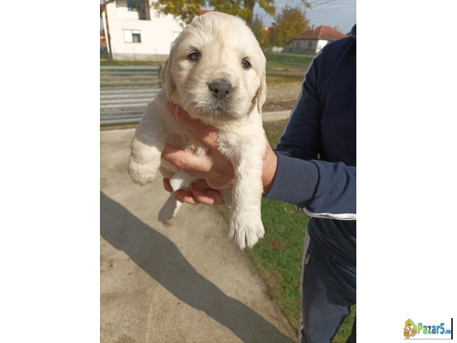 Kucinja Zlaten Retriver