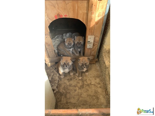 Се продаваат кученца од расата Akita Inu