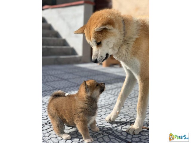 Се продаваат кученца од расата Akita Inu