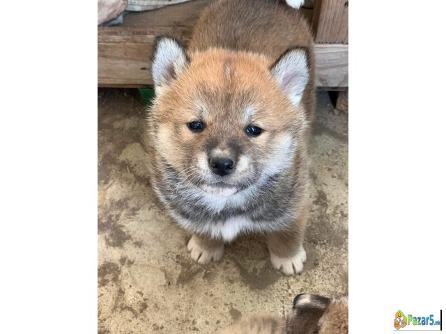 Се продаваат кученца од расата Akita Inu