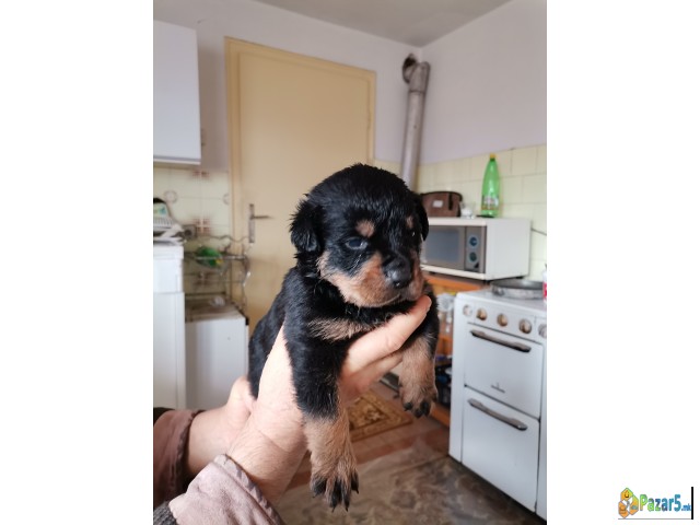 Се продаваат ротваилери ротфаилери Rotfaileri Rotv