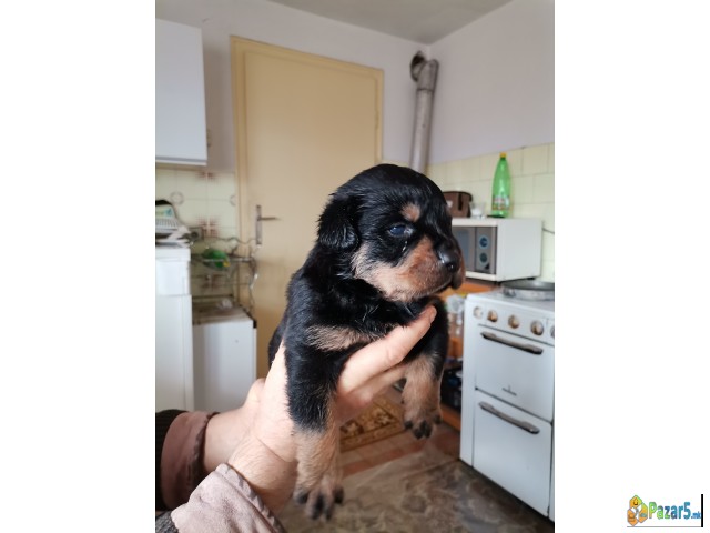 Се продаваат ротваилери ротфаилери Rotfaileri Rotv