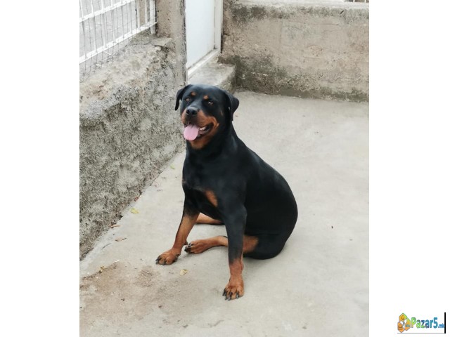 Се продаваат ротваилери ротфаилери Rotfaileri Rotv