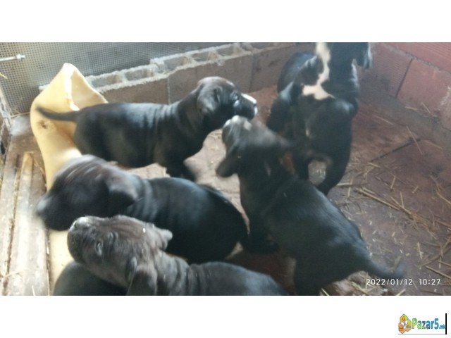 ПРОДАВАМ КУЧЕНЦА  - ТАНЕКОРСО