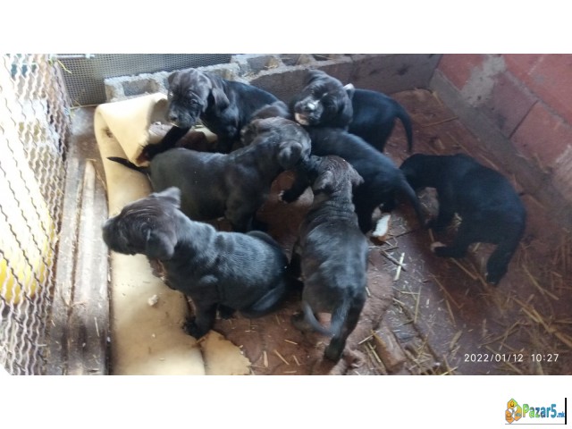 ПРОДАВАМ КУЧЕНЦА  - ТАНЕКОРСО