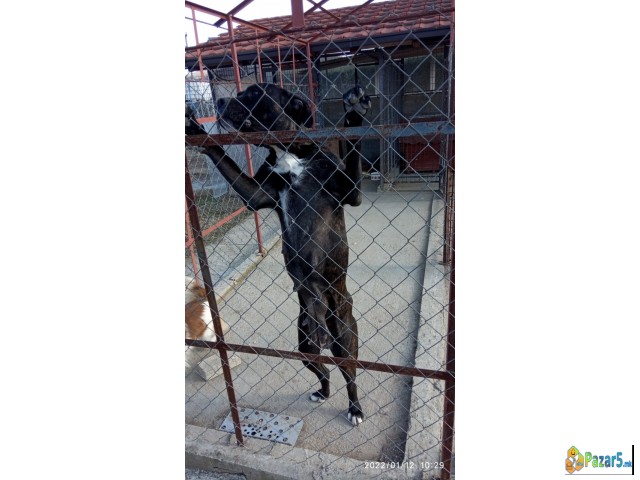 ПРОДАВАМ КУЧЕНЦА  - ТАНЕКОРСО