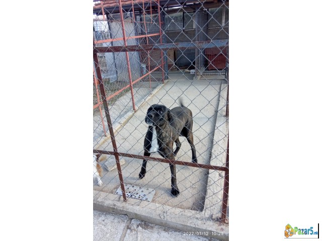 ПРОДАВАМ КУЧЕНЦА  - ТАНЕКОРСО